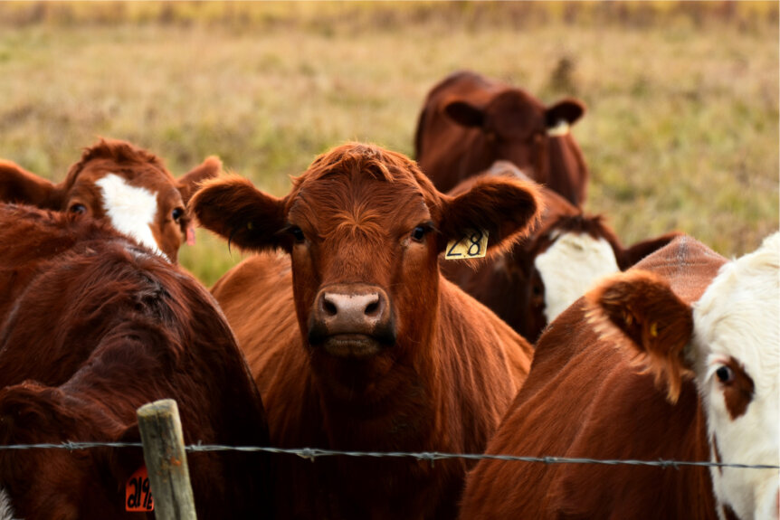Grazing Leases for Cattle in Illinois: The Ultimate Checklist to Protect Your Pasture, Herd, and Income