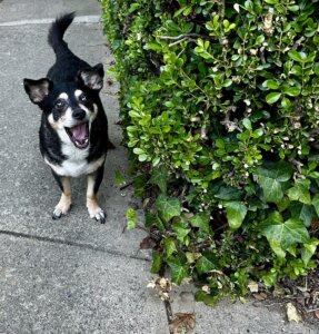 Buddy